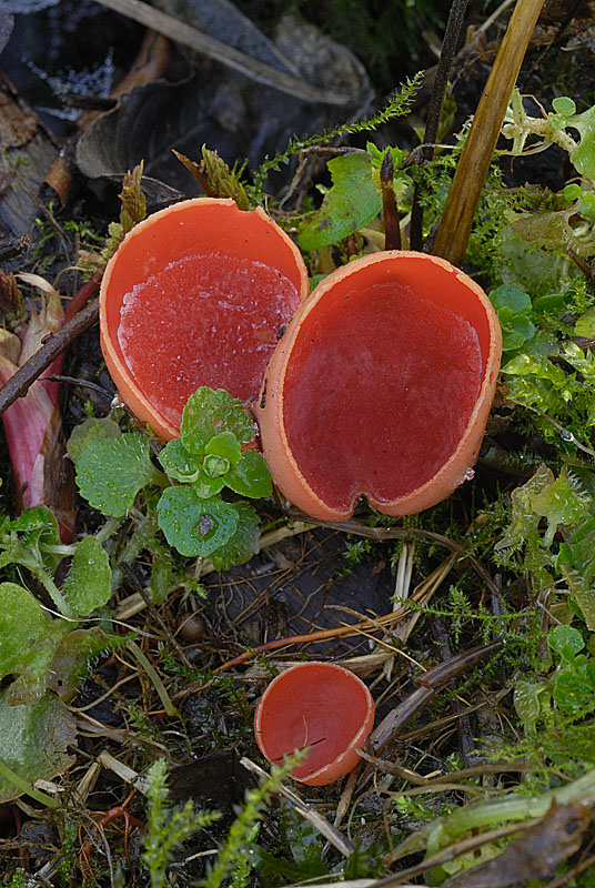 Sarcoscypha austriaca